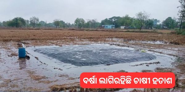 ବର୍ଷା ଲାଗିରହିଛି ଚାଷୀ ହତାଶ