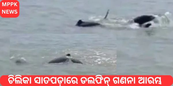 Dolphin count begins in Chilika Satpada