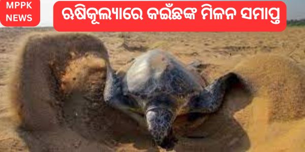 ଋଷିକୂଲ୍ୟାରେ ଅଲିଭ୍ ରିଡଲେ ସାମୁଦ୍ରିକ କଇଁଛଙ୍କ ମିଳନ ସମାପ୍ତ ହୋଇଛି